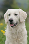 Golden Retriever Portrait