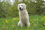 sitting Golden Retriever