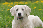 Golden Retriever Portrait