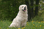 sitting Golden Retriever