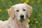 Golden Retriever Portrait