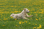 running Golden Retriever