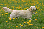 running Golden Retriever