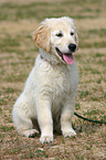 young Retriever