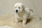 Golden Retriever Puppy