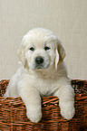 Golden Retriever Puppy