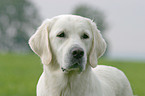 Golden Retriever Portrait