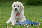 Golden Retriever Pup