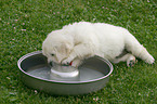 Golden Retriever Pup