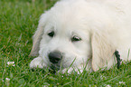 Golden Retriever Pup