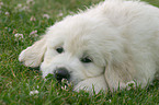 Golden Retriever Pup