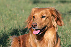 Golden Retriever Portrait