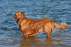 Golden Retriever in the water