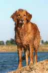 standing Golden Retriever