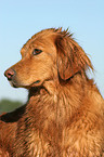 Golden Retriever Portrait