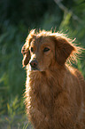 Golden Retriever Portrait in backlight