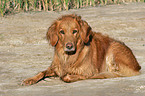 lying Golden Retriever