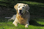 Golden Retriever Senior