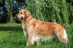 standing Golden Retriever