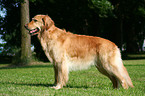 standing Golden Retriever