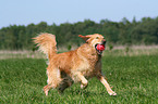 running Golden Retriever