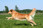 running Golden Retriever