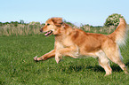 running Golden Retriever