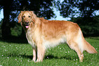 standing Golden Retriever