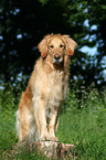 standing Golden Retriever