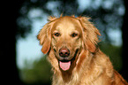 Golden Retriever Portrait