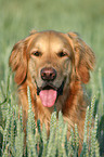 Golden Retriever Portrait