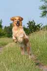 running Golden Retriever