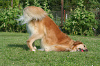 itching Golden Retriever