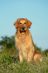 sitting Golden Retriever