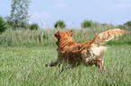 running Golden Retriever