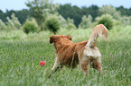 running Golden Retriever