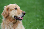 Golden Retriever Portrait