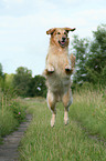 jumping Golden Retriever