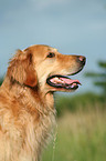 Golden Retriever Portrait