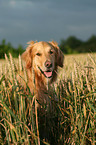 Golden Retriever Portrait