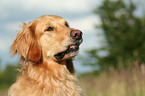 Golden Retriever Portrait