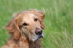 Golden Retriever Portrait