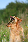 playing Golden Retriever