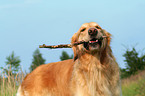 playing Golden Retriever