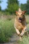 running Golden Retriever