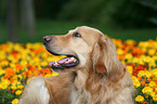 Golden Retriever Portrait