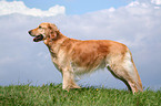 standing Golden Retriever