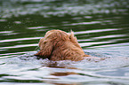 bathing Golden Retriever