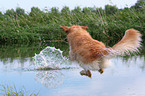 jumping Golden Retriever