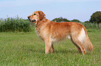 standing Golden Retriever